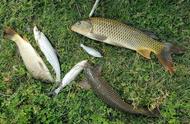 四种钓鱼技巧：使用假饵在野外钓鱼，这是传统钓鱼的秘诀