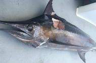 游客在塞班岛深海拖钓，意外捕获一只重达180斤的大鱼