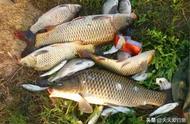 鲤鱼季节来临，推荐几款低成本高效饵料配方，野钓必备