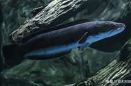 黑鱼：蛇形生物的凶猛与自相残杀