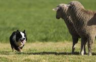 美国边境牧羊犬成为500万美元遗产的继承人