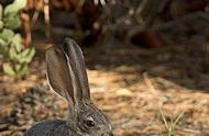 揭秘野外兔子的五种神秘食物，第三种你绝对猜不到！