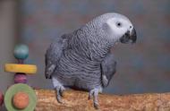 新手养鸟者为何偏爱非洲灰鹦鹉？十年经验者的深度解析