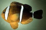 三带小丑鱼：宠物观赏鱼的热门品种解析