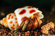 海底精灵寄居蟹的完全形态，你了解吗？