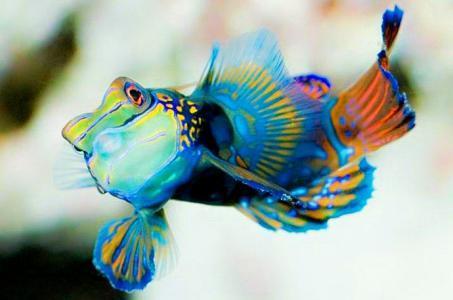 地球上10大最美丽的鱼类，小丑鱼榜首，孔雀鱼第三，你喜欢吗？