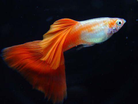 地球上10大最美丽的鱼类，小丑鱼榜首，孔雀鱼第三，你喜欢吗？