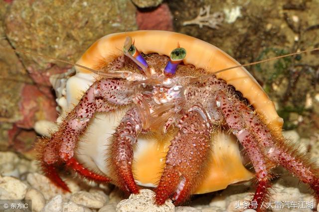海里的寄居蟹你应该吃过，不过施了障眼法，看一眼不一定能认识