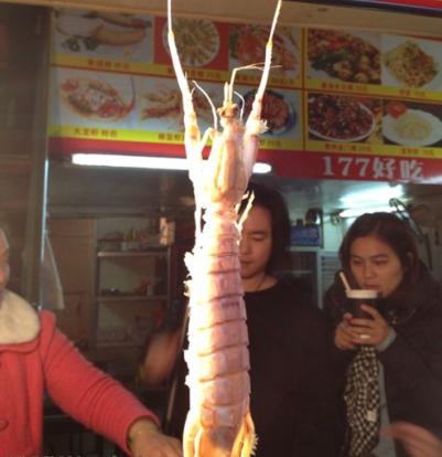 体长半米的生猛虾王被钓起，围观者：清蒸盐焗都美味