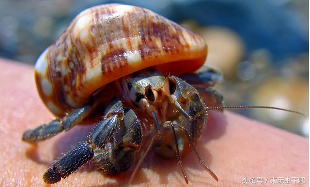 可爱的海底小精灵寄居蟹，你知道他的完全体什么样子的吗？