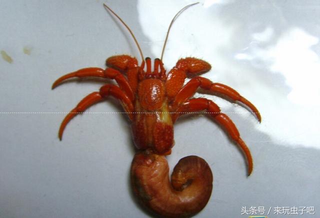 可爱的海底小精灵寄居蟹，你知道他的完全体什么样子的吗？
