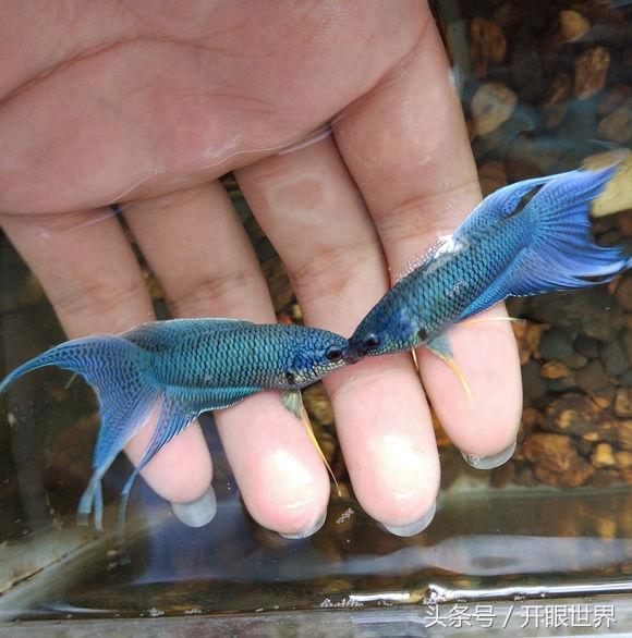 中国斗鱼：无氧可存活，被称“天堂鱼”