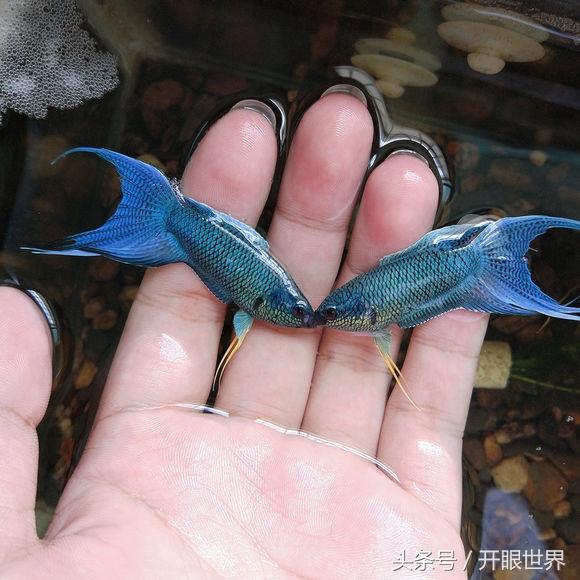 中国斗鱼：无氧可存活，被称“天堂鱼”